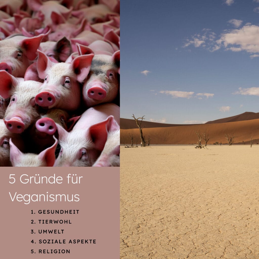 5 Gründe für Veganismus